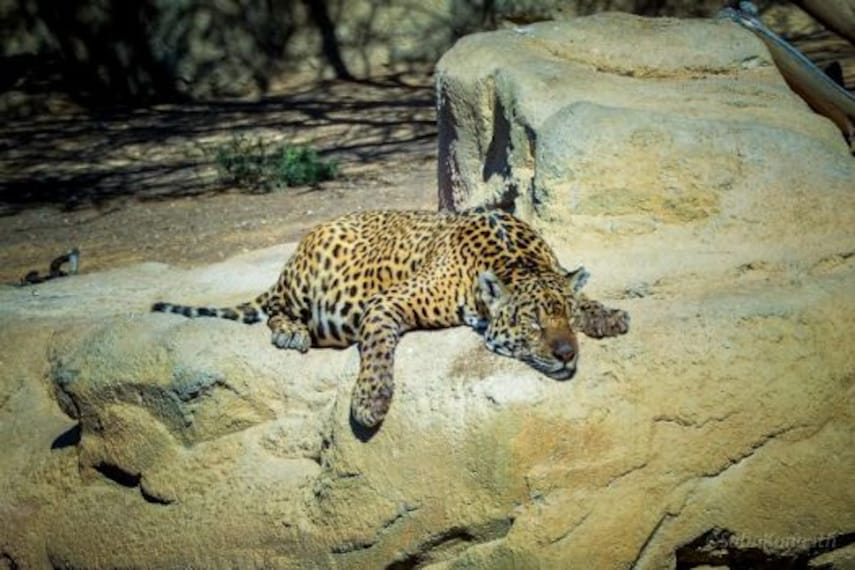 Al Ain Zoo-4